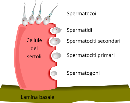 Spermatogenesi, progressione nelle cellule del Sertoli